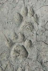 bobcat-tracks