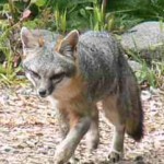 gray-fox-trotting