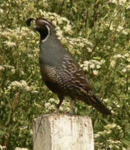 quail-on-sentinel