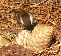 CHBC feeding beak