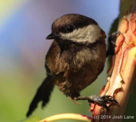 Chickadee-close