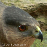 Coopers hawk beak