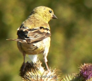 Finch beak on thistle