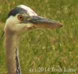 Great Blue Heron beak