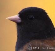 Junco beak