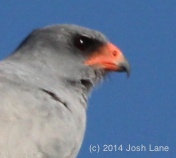 Pale Chanting Goshawk beak