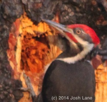 Pileated Woodpecker Beak