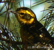 Townsend's warbler beak