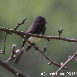 Black Phoebe