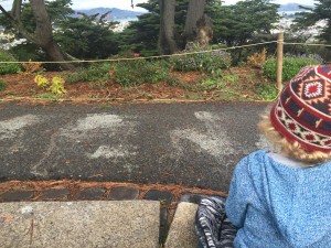 presidio kids bird sit